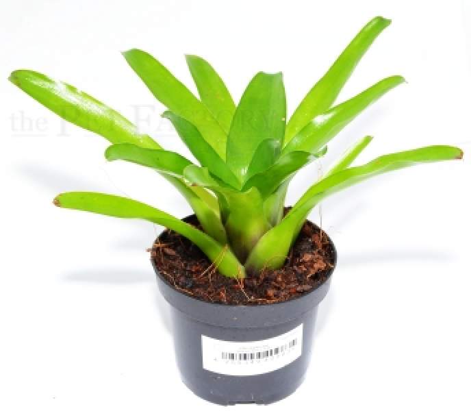 Neoregelia ajax